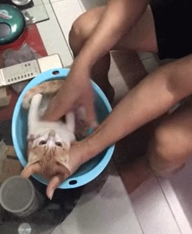 Video hướng dẫn tắm em bé đáng yêu này khi đăng tải lên mạng xã hội đã nhận được nhiều sự quan tâm từ cư dân mạng, đặc biệt là những người yêu mèo.