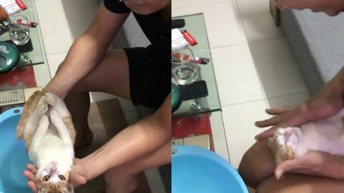 Với cách nhập vai xuất thần, chú mèo nằm gọn trong tay, bốn chân chụm lại, đôi mắt tròn xoe, thi thoảng vẫy đuôi tỏ vẻ sung sướng khi được vuốt ve.