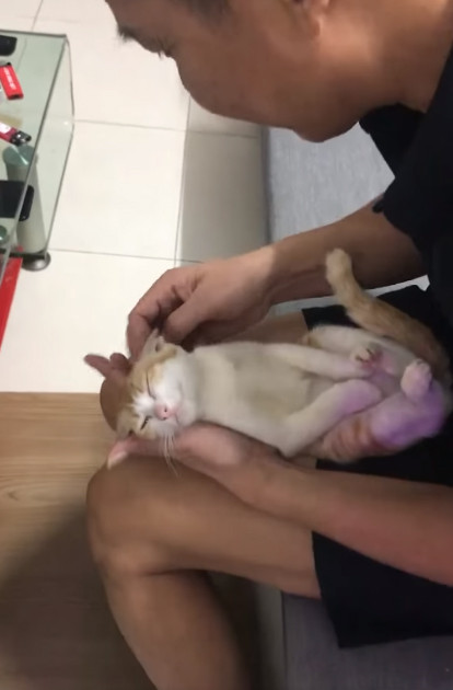 Chú mèo trong clip hướng dẫn tắm "em bé" rất ngoan và hợp tác, phối hợp ăn ý với vị thầy giáo bất đắc dĩ để thực hiện hoàn hảo bài hướng dẫn này.