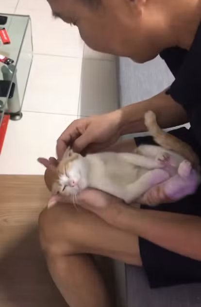 Chú mèo trong clip hướng dẫn tắm "em bé" rất ngoan và hợp tác, phối hợp ăn ý với vị thầy giáo bất đắc dĩ để thực hiện hoàn hảo bài hướng dẫn này.