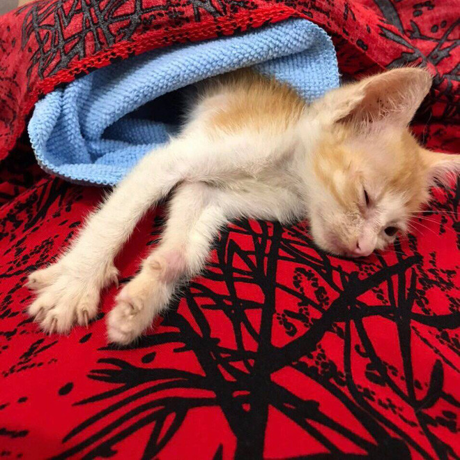 Sau khi được đón về nhà thì giờ đây Lạc đã khỏe mạnh, chung sống hòa thuận với 1 bạn mèo khác của gia đình.