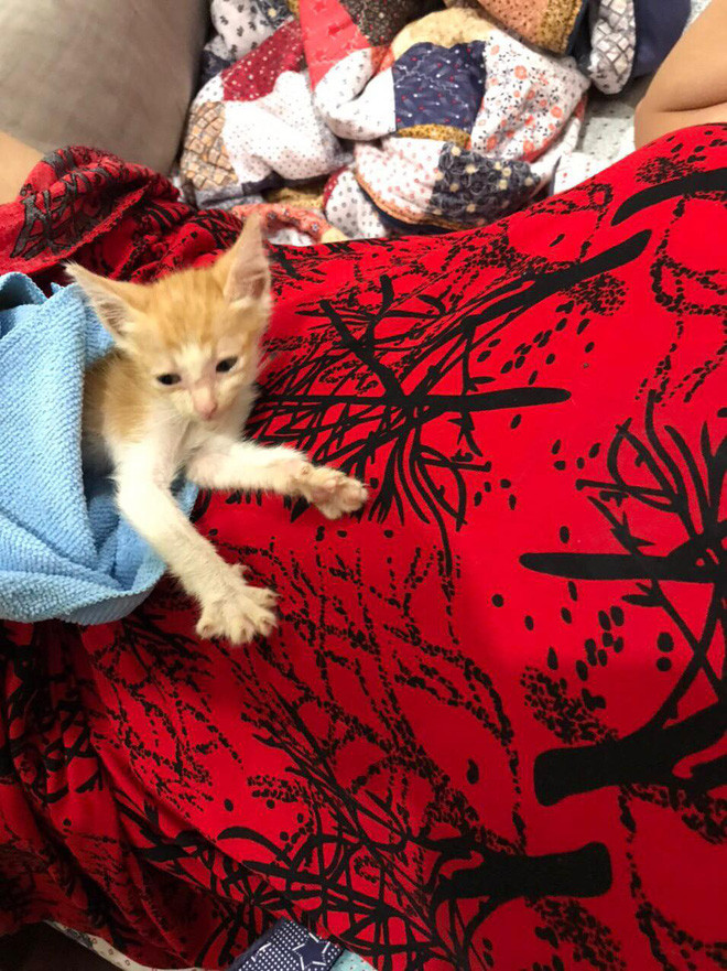 Thời điểm được gia đình đưa về nuôi, chú mèo Lạc Lạc yếu đến mức tưởng như không thể cứu được, ăn toàn sỏi với cây dại, bụng đầy giun.