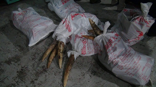 Phat hien 2 container nghi chua nga voi tu chau Phi ve VN-Hinh-3