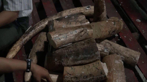 Phat hien 2 container nghi chua nga voi tu chau Phi ve VN-Hinh-4