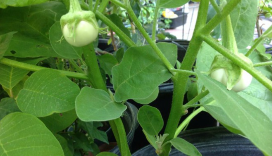 - Trị đau thắt lưng, đau dạ dày, đau răng; bế kinh: Rễ cà pháo 15g, sắc uống.