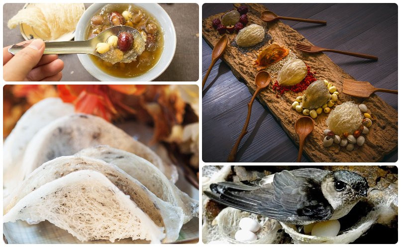 10. Yến sào (tỉnh Khánh Hòa): Tổ yến là loại sản phẩm dinh dưỡng giá trị cao được xếp vào hàng “bát trân” trong văn hóa ẩm thực Việt Nam. Yến sào Khánh Hòa được khai thác từ yến tự nhiên hoặc yến nuôi với các loại như Huyết yến, Hồng Yến, Bạch yến… Yến sào được chế biến thành nhiều món ăn ngon dinh dưỡng như cháo yến, chè yến, súp yến…