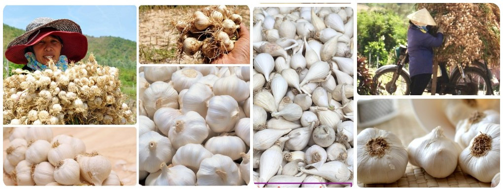 8. Tỏi Lý Sơn (tỉnh Quảng Ngãi): Tỏi Lý Sơn có mùi thơm dễ chịu, vị dịu ngọt, ít cay và nồng như các loại tỏi thông thường, dùng để làm gia vị cho món ăn hoặc có thể ăn sống, chế biến thành nhiều món ăn khác nhau như ngâm với giấm, với đường... và được sử dụng hỗ trợ trong các trường hợp đau bụng, cảm cúm, đầy bụng, khó tiêu…