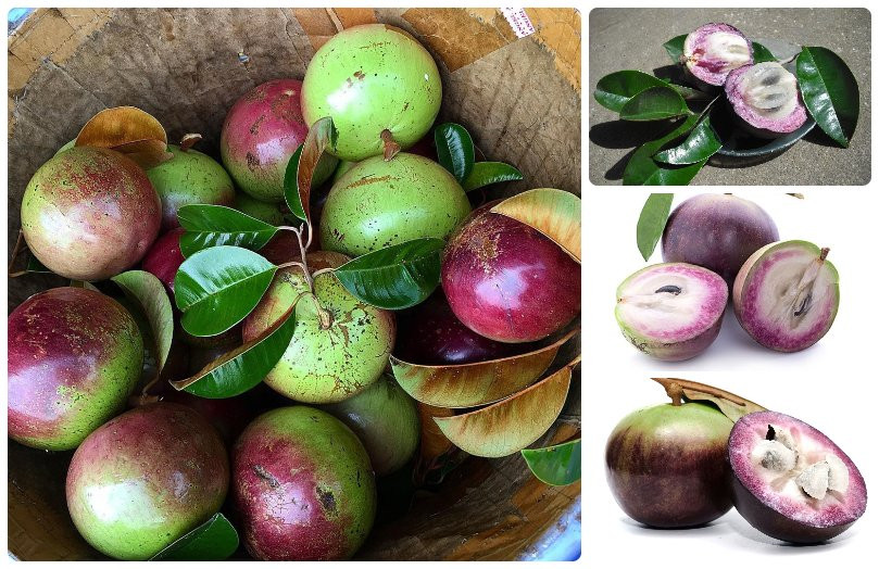 9. Vú sữa Lò Rèn Vĩnh Kim (tỉnh Tiền Giang): Vú sữa Lò Rèn được mệnh danh là “nữ hoàng” của xứ sở trái cây Vĩnh Kim, Tiền Giang, tạo nên thương hiệu riêng gắn liền với vùng đất này. Đặc điểm vú sữa Lò Rèn của Tiền Giang rất đặc biệt với kích thước to, tròn như chén ăn cơm. Khi bổ, quả thường chảy ra ít nước màu trắng đục như sữa. Vú sữa Lò Rèn có mùi hương nhẹ, ăn vào “ngọt tận tâm can” nhưng cái ngọt thanh mát, không gắt.