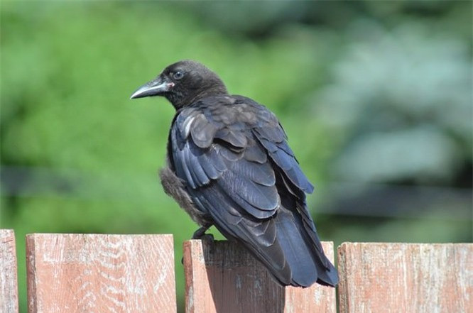 Kích cỡ não của một con quạ gần bằng kích thước của một ngón cái của con người, khá lớn so với kích thước cơ thể. Điều này giúp chúng giải quyết nhiều vấn đề phức tạp và chúng cũng có trí nhớ tốt. Theo các nhà khoa học, quạ có khả năng ghi nhớ và nhận ra khuôn mặt người. Các phần khác nhau trong bộ não của một con quạ bắt đầu thắp sáng khi chúng nhìn thấy con người và tìm hiểu xem họ có thân thiện hay không. Quạ còn là tay bạc bịp hàng đầu thế giới, rất thích chơi khăm với loài động vật khác, điển hình là con người. Vì vậy, lần sau nếu bạn muốn xua đuổi một con quạ, hãy nhớ rằng chúng sẽ ghi nhớ khuôn mặt bạn của bạn đấy!