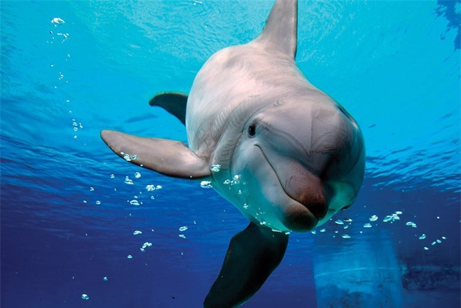 Đã bao giờ bạn tự hỏi tại sao cá heo và cá voi lại là ngôi sao rất thu hút ở hầu hết các bể cá? Đó là bởi vì chúng thông minh hơn hầu hết các sinh vật khác trên hành tinh. Loài cá heo Bottlenose là loài có bộ não lớn nhất trong toàn bộ vương quốc động vật. Chúng có thể giúp con người giải quyết nhiều bí ẩn với đại dương. Chúng thậm chí có thể thể hiện những cảm xúc khác nhau như niềm vui và nỗi buồn. Ngay cả khi cá heo ngủ, chỉ một phần của bộ não ngủ và phần còn lại vẫn hoạt động để bảo vệ chống lại bất kỳ mối đe dọa nào từ môi trường bên ngoài.