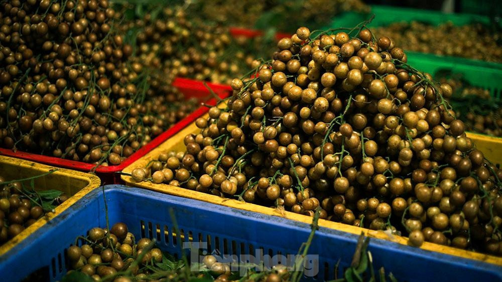 Có lẽ vì công dụng hữu ích mà hồng bì đem lại nên mỗi dịp hè về, thứ quả này luôn cháy hàng đầu tiên tại chợ Long Biên. 