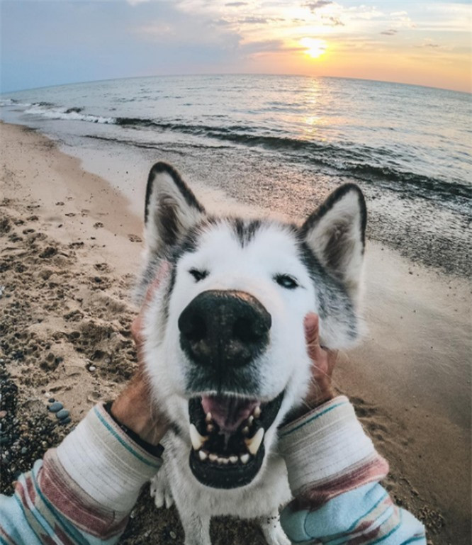 Chó sói thích kết bạn với những động vật khác, đặc biệt là những con có cùng kích cỡ với chúng.