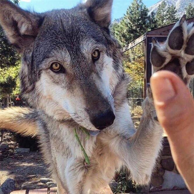 Chúng cũng rất ấm áp và mong muốn nhận được tình cảm và sự chú ý từ bạn. 