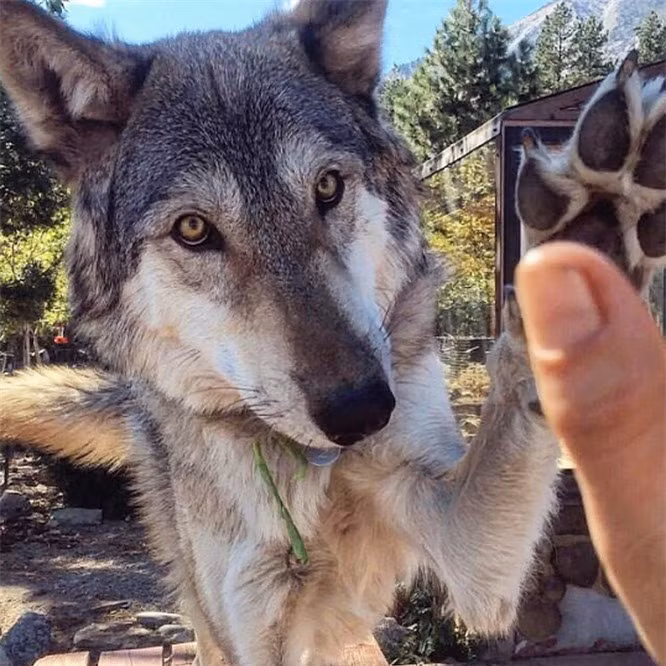 Chúng cũng rất ấm áp và mong muốn nhận được tình cảm và sự chú ý từ bạn. 