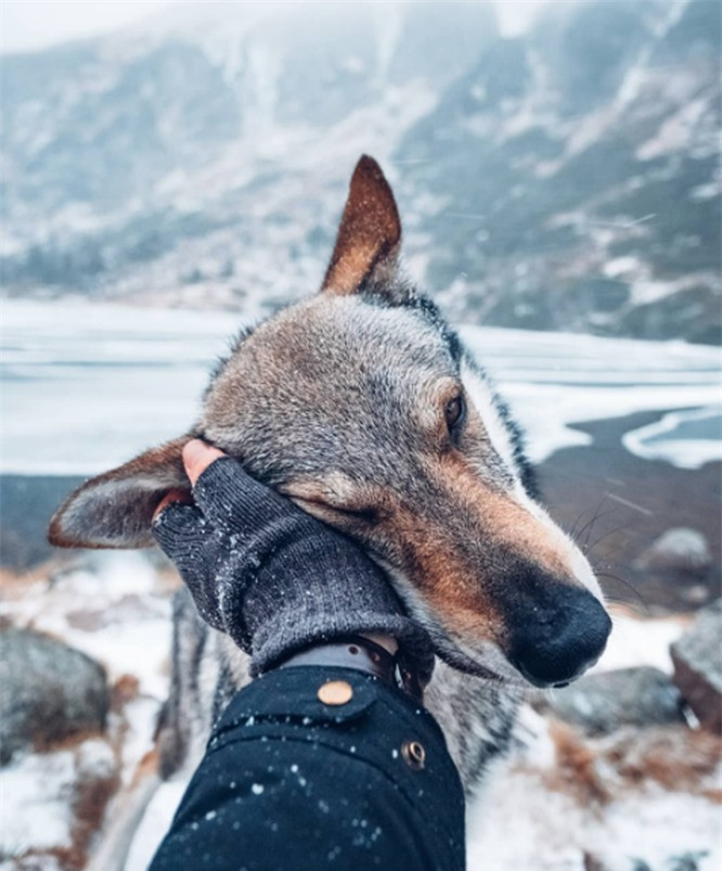 Chó sói rất khỏe và bền sức. Vì thế, chúng có thể theo bạn đi bất cứ đâu mà không thấy mệt.