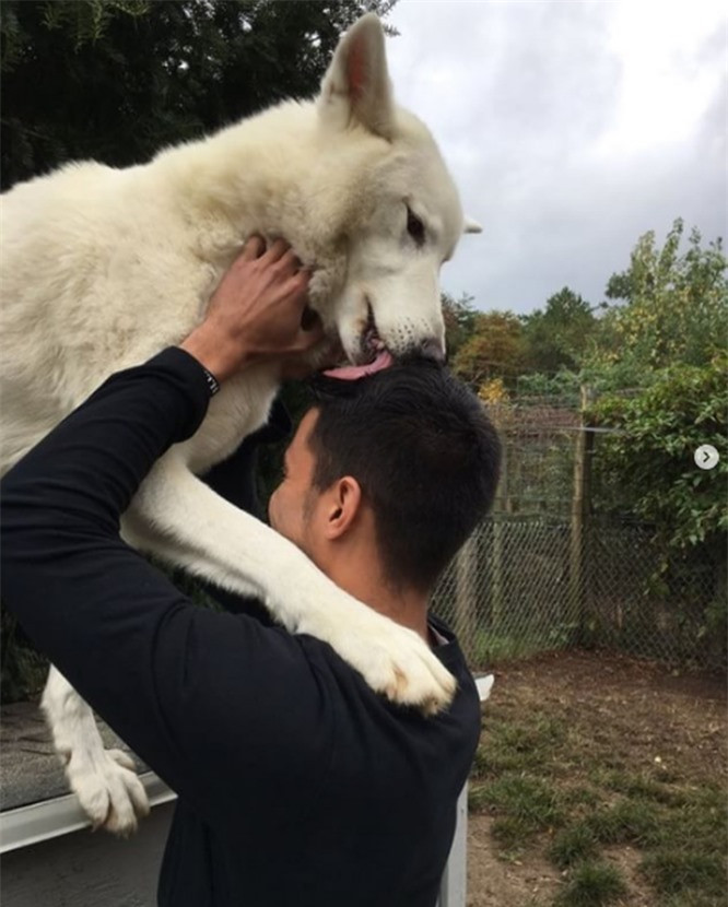 Đương nhiên, những chú chó sói này cũng rất thích được âu yếm, vuốt ve