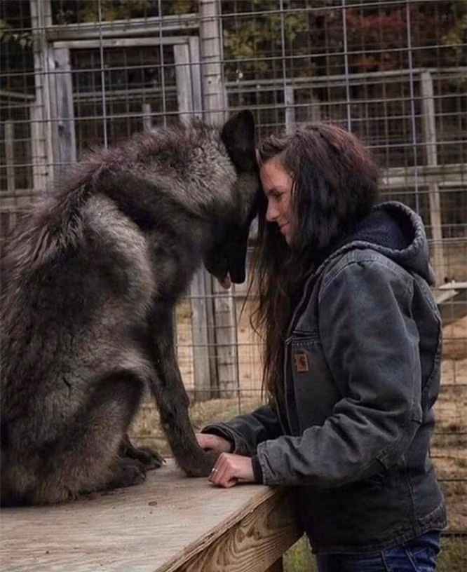 Giống như chó nhà, chúng rất trung thành.