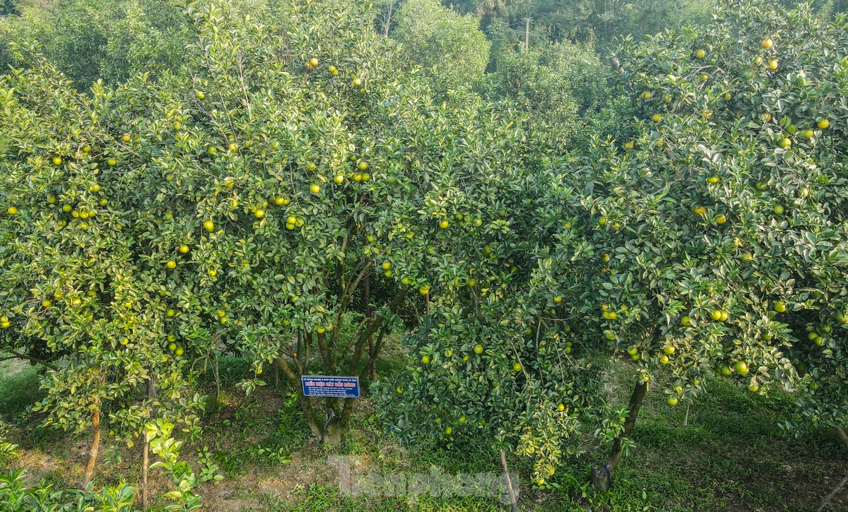 Vuon cam giup nong dan co thu nhap tien ty