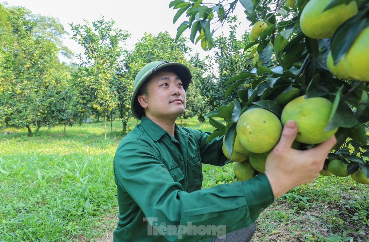 Vuon cam giup nong dan co thu nhap tien ty-Hinh-14