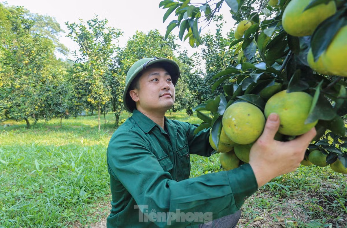 Vuon cam giup nong dan co thu nhap tien ty-Hinh-14