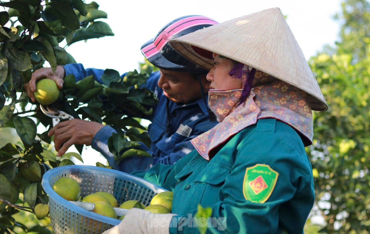 Vuon cam giup nong dan co thu nhap tien ty-Hinh-4