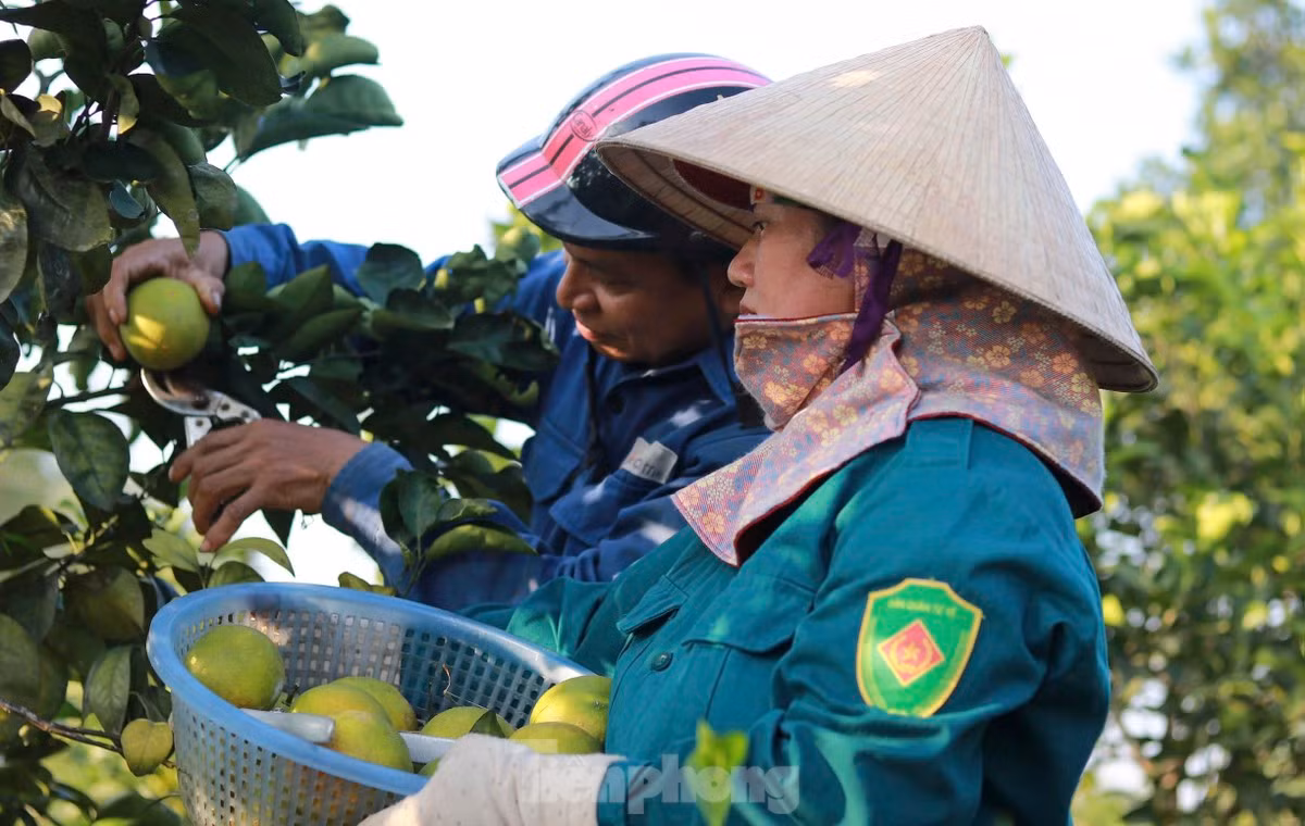 Vuon cam giup nong dan co thu nhap tien ty-Hinh-4