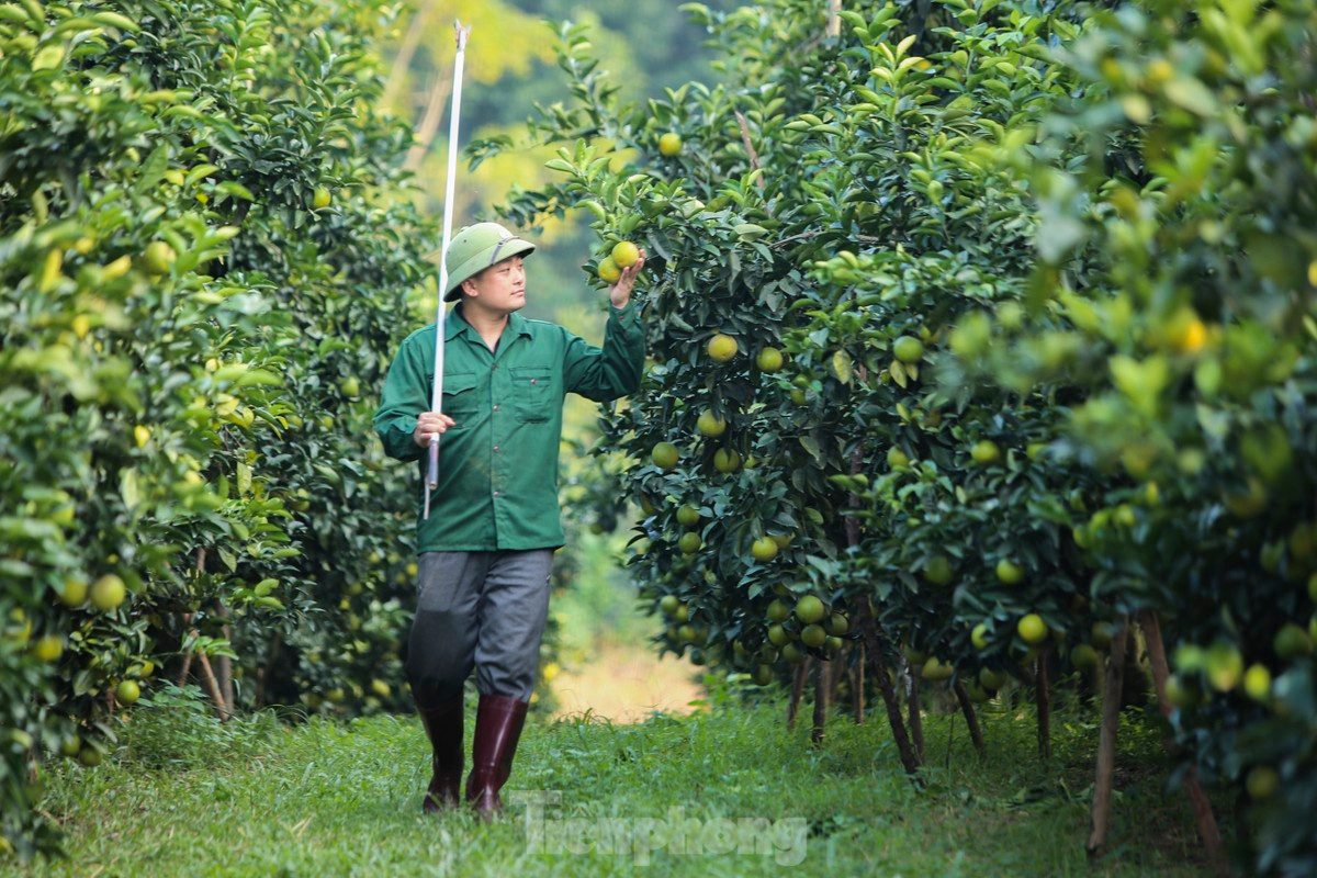 Vuon cam giup nong dan co thu nhap tien ty-Hinh-5