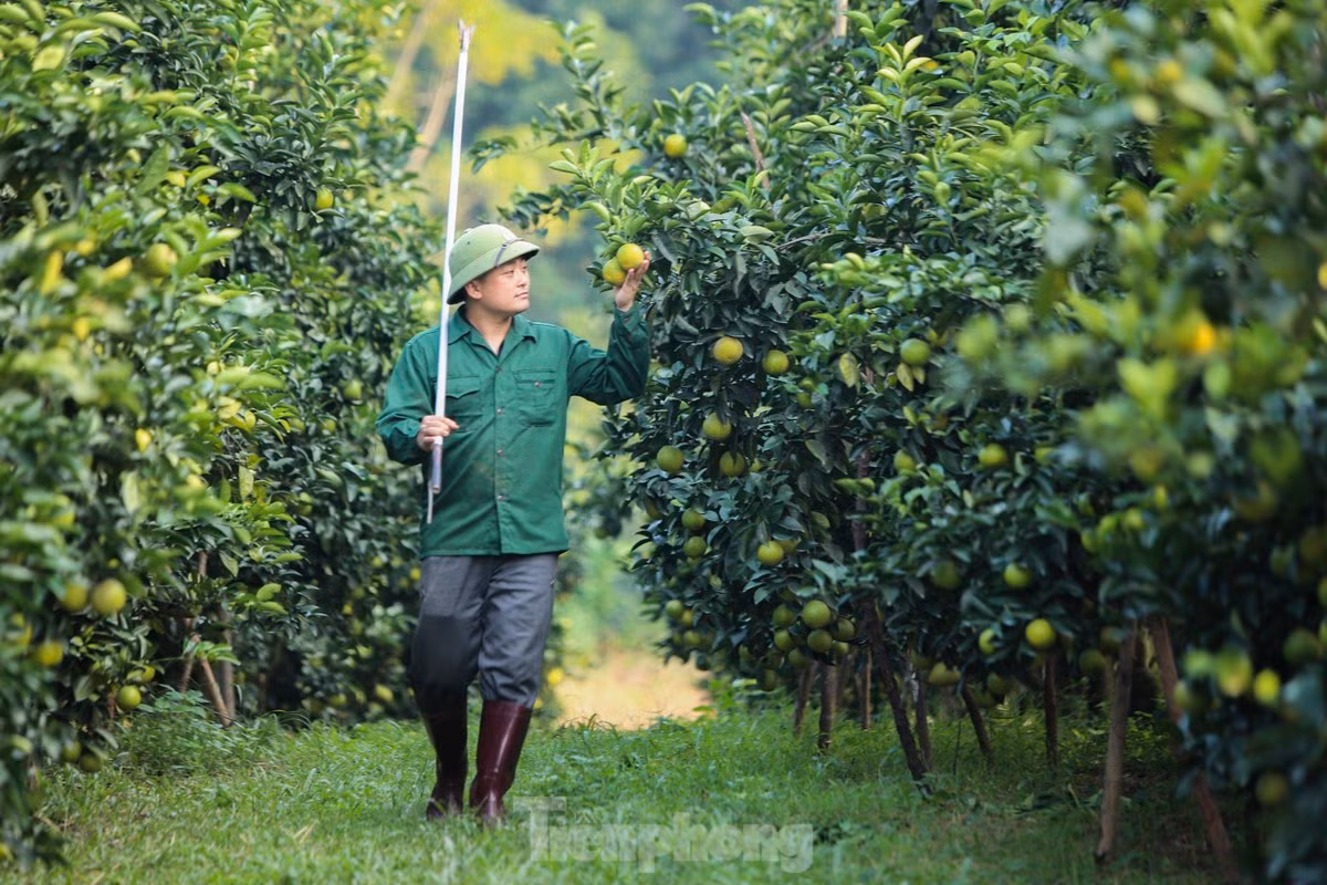 Vuon cam giup nong dan co thu nhap tien ty-Hinh-5