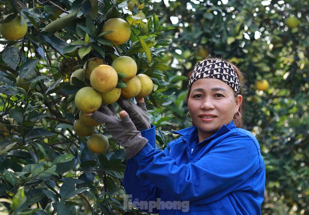 Vuon cam giup nong dan co thu nhap tien ty-Hinh-3