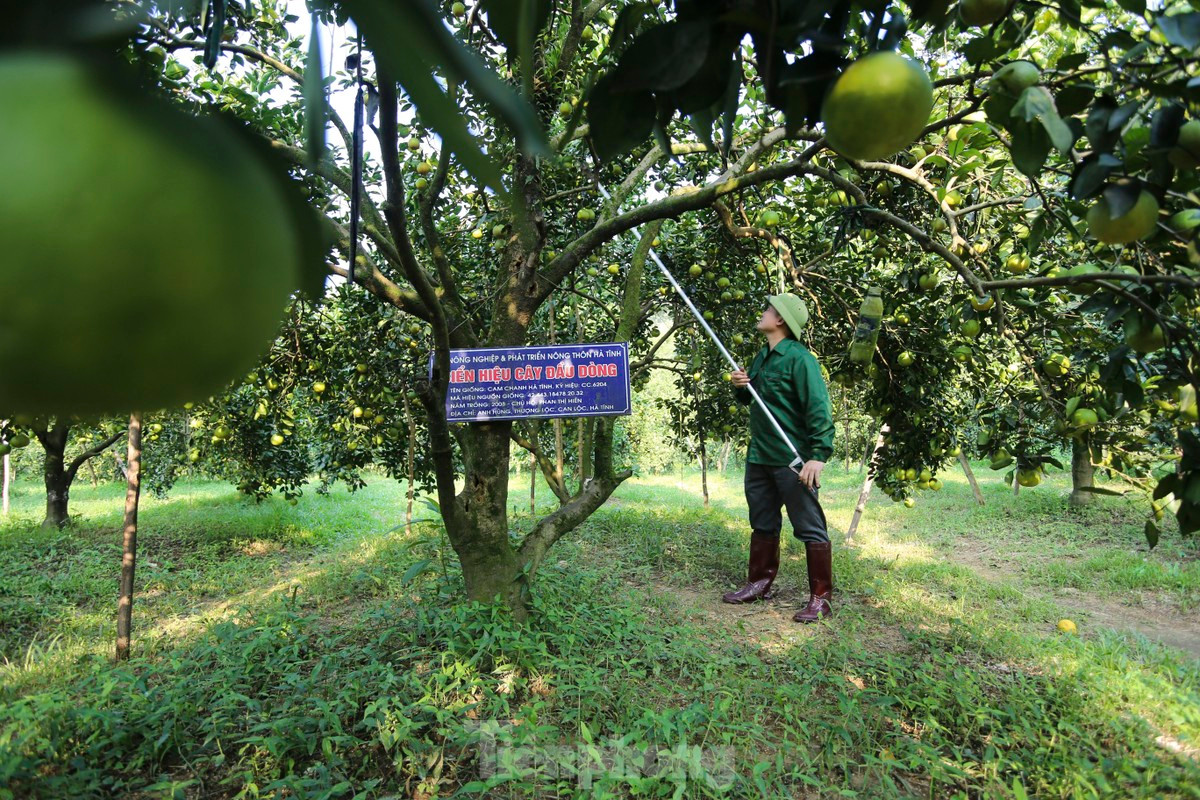 Vuon cam giup nong dan co thu nhap tien ty-Hinh-9