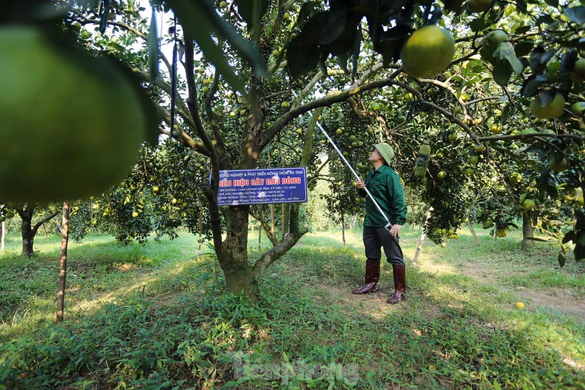 Vuon cam giup nong dan co thu nhap tien ty-Hinh-9