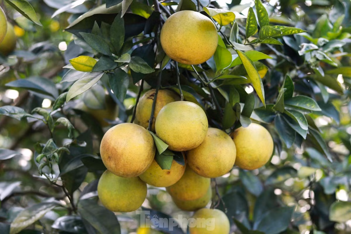 Vuon cam giup nong dan co thu nhap tien ty-Hinh-2