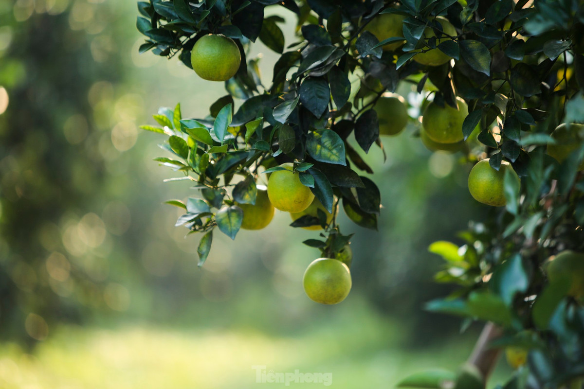 Vuon cam giup nong dan co thu nhap tien ty-Hinh-8