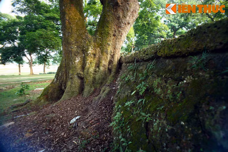 Tường thành ghép từ các phiến đá ong, một vật liệu xây dựng rất phổ biến ở vùng Sơn Tây.