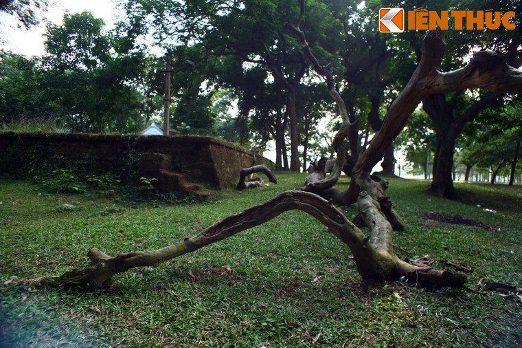Bên ngoài tường là khu rừng lim cổ thụ.