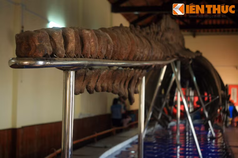 Theo đo đạc, bộ xương Cá Ông của vạn Thủy Tú dài đến 22m, nặng 65 tấn. Theo ước tính, khi còn sống Cá Ông phải nặng đến hàng trăm tấn.