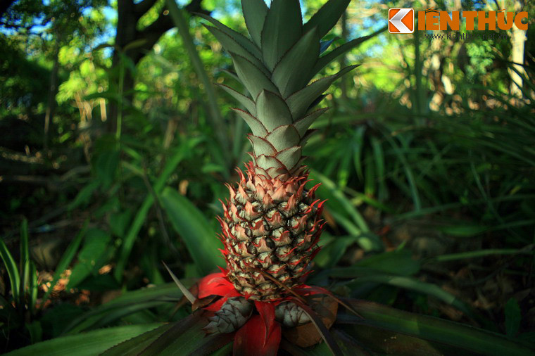 Thảm thực vật trên các hòn đảo vẫn giữ nước nhiều nét hoang sơ, độc đáo.