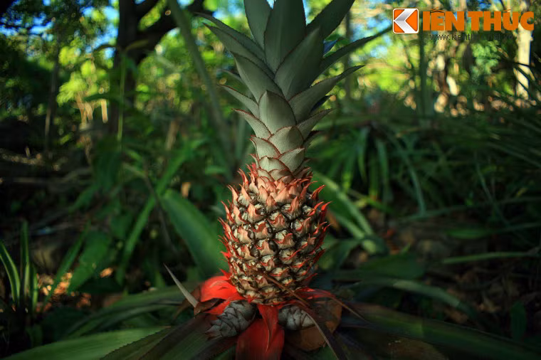 Thảm thực vật trên các hòn đảo vẫn giữ nước nhiều nét hoang sơ, độc đáo.