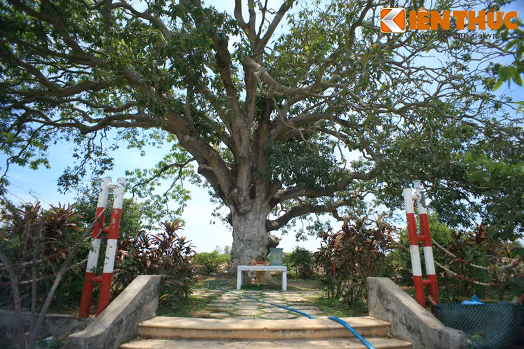 Diem danh nhung cay xoai co thu doc dao khap VN