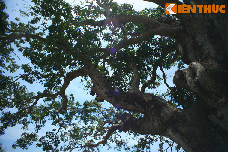 Biết thông tin về cây xoài có tuổi thọ 3 thế kỷ tọa lạc tại đây, rất nhiều người dân ở khắp nơi đã đến chiêm ngưỡng cây xoài, đồng thời cầu mong những điều tốt đẹp trong cuộc sống.