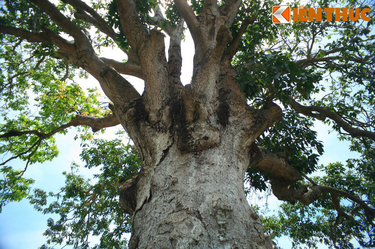 Theo lời kể của các bậc cao niên địa phương, khoảng đầu thế kỷ 18, khi nhiều người về đây cư trú đã thấy cây xoài to hơn một vòng tay người lớn. Dưới gốc xoài khoảng 10m có một mạch nước ngầm rất dồi dào. Do vậy mà cây có thể sống qua 3 thế kỷ trên một vùng đất nhiễm mặn nằm ngay sát biển.