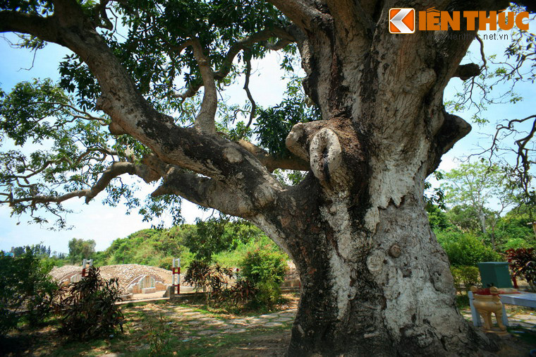 Tương truyền, mỗi mùa trái, cây xoài chỉ ra trái ở một bên cây, qua mùa khác lại ra trái ở phần cành khác trái của cây xoài này không lớn như trái của những giống xoài phổ biến hiện nay và có vị chua cùng mùi thơm khá đặc biệt...