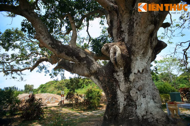 Tương truyền, mỗi mùa trái, cây xoài chỉ ra trái ở một bên cây, qua mùa khác lại ra trái ở phần cành khác trái của cây xoài này không lớn như trái của những giống xoài phổ biến hiện nay và có vị chua cùng mùi thơm khá đặc biệt...
