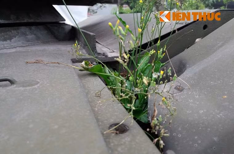 Không được chăm sóc thường xuyên khiến bụi đất bám đầy trong xe khiến cây cỏ có thể mọc ngay trên cỗ máy chiến tranh một thời.