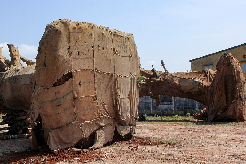 Ông Nguyễn Văn Tiếp, Hạt trưởng Hạt Kiểm lâm Krông Năng (Đắk Lắk), thông tin đơn vị đã xác định được nguồn gốc một trong ba cây trên. Theo đó, một cây có nguồn gốc tại vườn nhà ông Nguyễn Ngọc Chung (thôn Giang Hà, xã Tam Giang, huyện Krông Năng). Ông Chung thừa nhận gốc gỗ trên là cây đa sộp, có chiều cao 14 m và rộng 1,3 m.