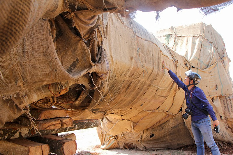 Ngày 2/4, Chi cục Kiểm lâm tỉnh Thừa Thiên-Huế và Hạt Kiểm lâm thị xã Hương Thủy đã đến hiện trường nơi đặt ba cây cổ thụ "khủng" bị CSGT tỉnh tạm giữ để xác minh nguồn gốc và chủng loại của ba cây này.