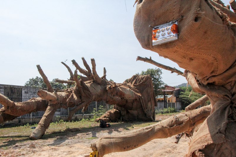 Sau khi báo chí phản ánh sự việc, trao đổi với báo chí, ông Đỗ Quang Tùng, Quyền Cục trưởng Cục Kiểm lâm thuộc Tổng cục Lâm nghiệp (Bộ NN&amp;PTNT), cho biết đã chỉ đạo Kiểm lâm tỉnh Đắk Lắk xác minh làm rõ nguồn gốc những cây gỗ “khủng” vận chuyển trên quốc lộ 1 và bị bắt giữ tại tỉnh Thừa Thiên-Huế.