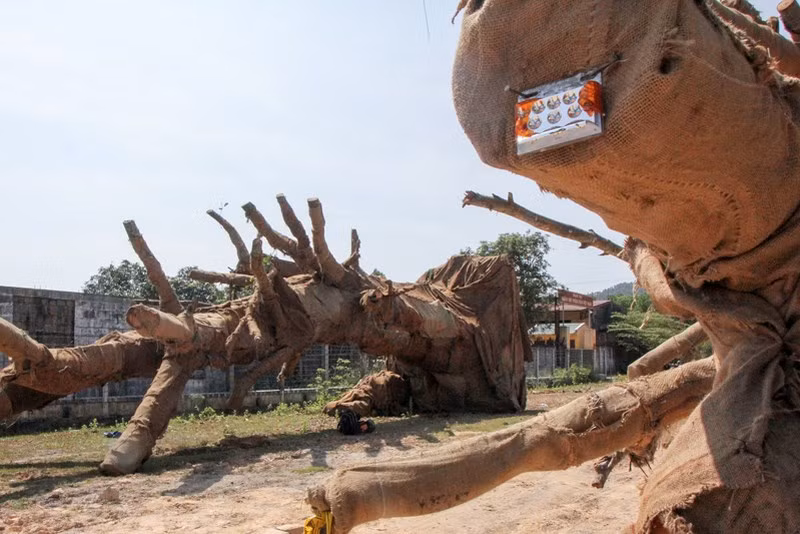 Sau khi báo chí phản ánh sự việc, trao đổi với báo chí, ông Đỗ Quang Tùng, Quyền Cục trưởng Cục Kiểm lâm thuộc Tổng cục Lâm nghiệp (Bộ NN&amp;PTNT), cho biết đã chỉ đạo Kiểm lâm tỉnh Đắk Lắk xác minh làm rõ nguồn gốc những cây gỗ “khủng” vận chuyển trên quốc lộ 1 và bị bắt giữ tại tỉnh Thừa Thiên-Huế.