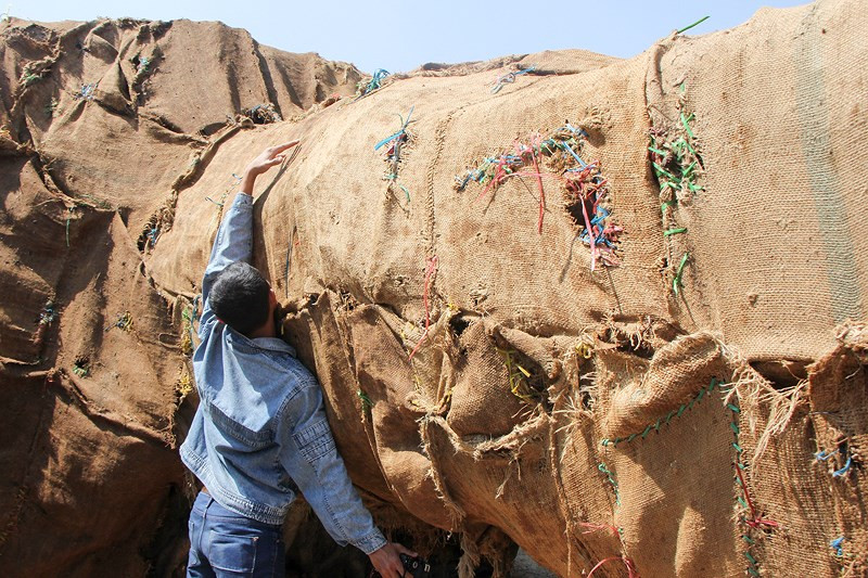 Ông Nguyễn Đại Anh Tuấn, Chi cục trưởng Chi cục Kiểm lâm tỉnh Thừa Thiên-Huế, cho biết do chủ hàng và chủ cây chưa đến làm việc nên chưa tiếp cận được hồ sơ, thông tin cụ thể.