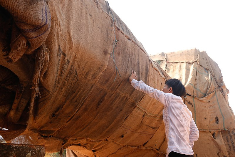 Ngày 5/3, ông Chung xin phép UBND xã Tam Giang khai thác cây đa này để tặng cho một ngôi chùa ở Hà Nội. Khi đang trên đường vận chuyển ra Hà Nội, tối 30/3, ba xe tải mang này đi theo QL1A qua địa phận xã Lộc Điền (huyện Phú Lộc) bị CSGT phát hiện.